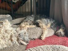 RITA, Hund, Mischlingshund in Neu-Isenburg - Bild 2
