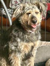 RITA, Hund, Mischlingshund in Neu-Isenburg - Bild 3