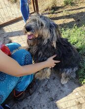 RITA, Hund, Mischlingshund in Neu-Isenburg - Bild 4