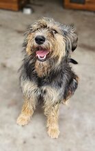 RITA, Hund, Mischlingshund in Neu-Isenburg - Bild 5