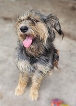 RITA, Hund, Mischlingshund in Neu-Isenburg - Bild 6