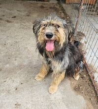 RITA, Hund, Mischlingshund in Neu-Isenburg - Bild 7