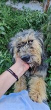 RITA, Hund, Mischlingshund in Neu-Isenburg - Bild 9