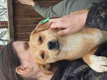 PUMUCKL, Hund, Mischlingshund in Rumänien - Bild 3