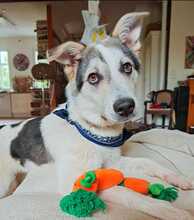 BUDDY, Hund, Mischlingshund in Wiesloch