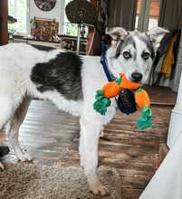 BUDDY, Hund, Mischlingshund in Wiesloch - Bild 2