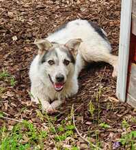 BUDDY, Hund, Mischlingshund in Wiesloch - Bild 3