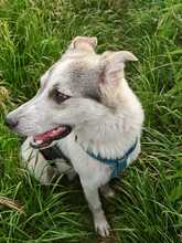 BUDDY, Hund, Mischlingshund in Wiesloch - Bild 4