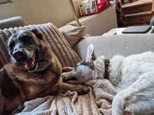 BUDDY, Hund, Mischlingshund in Wiesloch - Bild 5