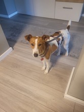 CAROLINE, Hund, Terrier in Schönefeld