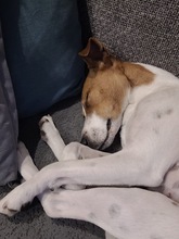 CAROLINE, Hund, Terrier in Schönefeld - Bild 10