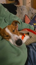 CAROLINE, Hund, Terrier in Schönefeld - Bild 11