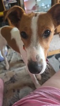 CAROLINE, Hund, Terrier in Schönefeld - Bild 12