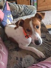 CAROLINE, Hund, Terrier in Schönefeld - Bild 13