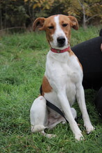 CAROLINE, Hund, Terrier in Schönefeld - Bild 16