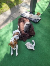 CAROLINE, Hund, Terrier in Schönefeld - Bild 2