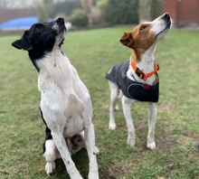 CAROLINE, Hund, Terrier in Schönefeld - Bild 3