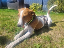 CAROLINE, Hund, Terrier in Schönefeld - Bild 4