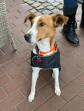 CAROLINE, Hund, Terrier in Schönefeld - Bild 5