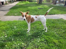 CAROLINE, Hund, Terrier in Schönefeld - Bild 6