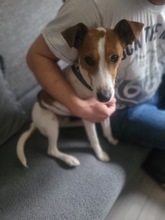 CAROLINE, Hund, Terrier in Schönefeld - Bild 7