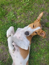 CAROLINE, Hund, Terrier in Schönefeld - Bild 8