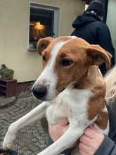 CAROLINE, Hund, Terrier in Schönefeld - Bild 9