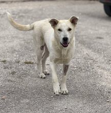 SKY, Hund, Mischlingshund in Griechenland