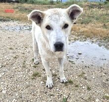 SKY, Hund, Mischlingshund in Griechenland - Bild 2