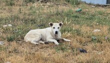 SKY, Hund, Mischlingshund in Griechenland - Bild 4