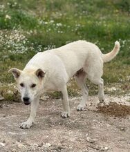 SKY, Hund, Mischlingshund in Griechenland - Bild 5