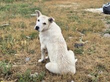 SKY, Hund, Mischlingshund in Griechenland - Bild 6
