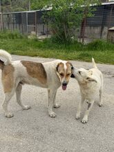 SKY, Hund, Mischlingshund in Griechenland - Bild 7