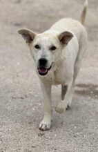 SKY, Hund, Mischlingshund in Griechenland - Bild 8