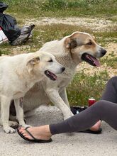 SKY, Hund, Mischlingshund in Griechenland - Bild 9