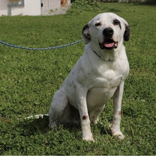 ARIEL, Hund, Mischlingshund in Kroatien - Bild 2
