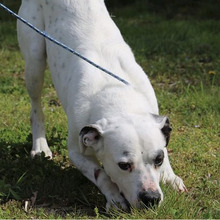 ARIEL, Hund, Mischlingshund in Kroatien - Bild 6