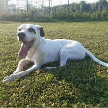 ARIEL, Hund, Mischlingshund in Kroatien - Bild 8