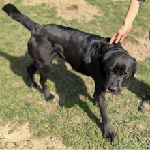 BEA, Hund, Mischlingshund in Kroatien - Bild 13