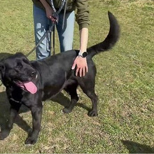 BEA, Hund, Mischlingshund in Kroatien - Bild 7