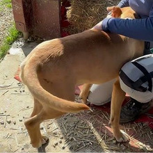SIMBA, Hund, Mischlingshund in Kroatien - Bild 10