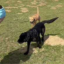 SIMBA, Hund, Mischlingshund in Kroatien - Bild 11