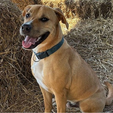 SIMBA, Hund, Mischlingshund in Kroatien - Bild 2