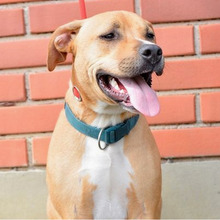SIMBA, Hund, Mischlingshund in Kroatien - Bild 3