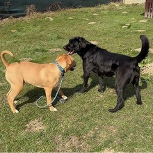 SIMBA, Hund, Mischlingshund in Kroatien - Bild 5