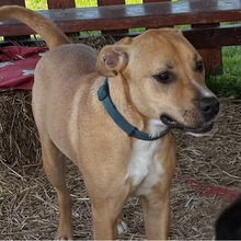SIMBA, Hund, Mischlingshund in Kroatien - Bild 6