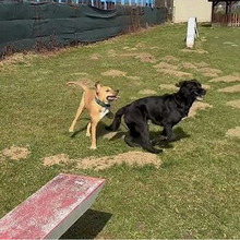 SIMBA, Hund, Mischlingshund in Kroatien - Bild 7