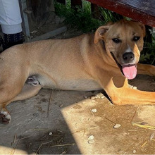 SIMBA, Hund, Mischlingshund in Kroatien - Bild 8