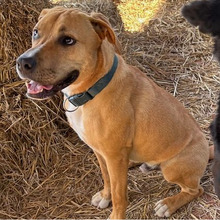 SIMBA, Hund, Mischlingshund in Kroatien - Bild 9