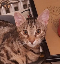 ALBA, Katze, Europäisch Kurzhaar in Bulgarien